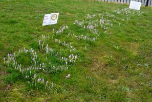 Crocus display coming into flower